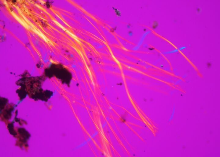 顕微鏡で見たアスベスト1