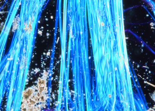 顕微鏡で見たアスベスト2